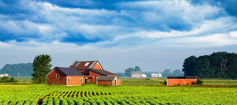 Rural barn and fields. A red barn and outbuildings amid planted farm fields.